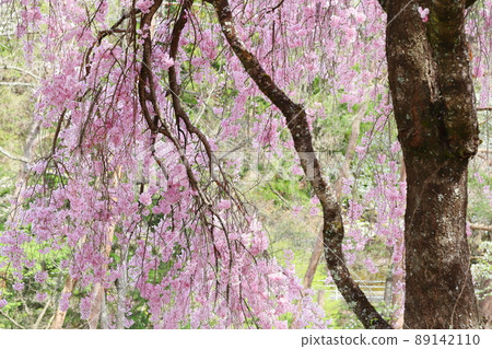盛開的雙紅垂枝櫻花 盛開的雙紅垂枝櫻花 89142110