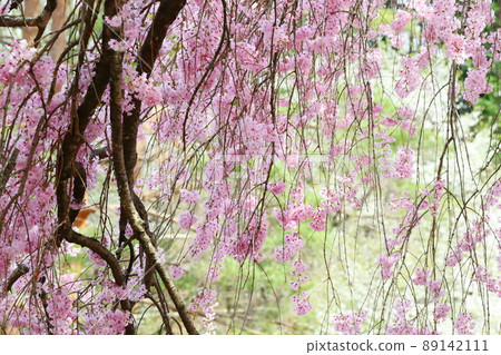 盛開的雙紅垂枝櫻花 89142111