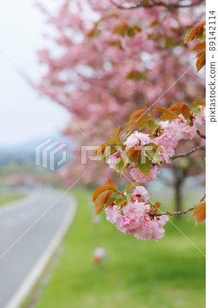 Tenryukyo (Tenryukyo) Sekiyama on the Yae Sakura Highway Tenryukyo (Tenryukyo) Sekiyama on the Yae Sakura Highway 89142114