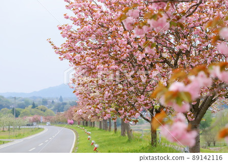 八重櫻花公路上的天龍峽（天龍峽）關山 89142116