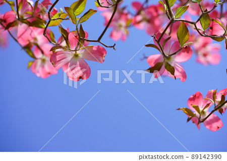 Beautiful dogwood frame 89142390