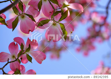 Beautiful dogwood frame 89142395