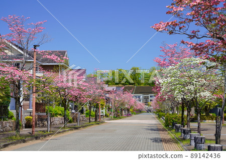 住宅區的花水木 89142436