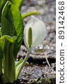 北海道春天野花臭鼬白菜 89142468