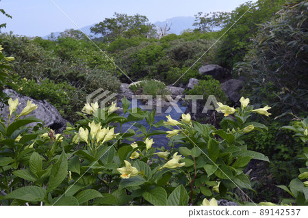 Weigela middendorf (Hokkaido, Daisetsuzan) 89142537