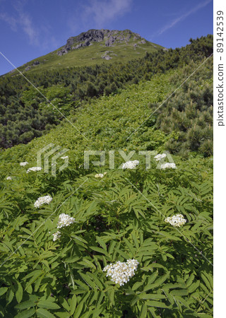 Sorbus matsumura and Mt. Rausu (Shiretoko, Hokkaido) Sorbus matsumura and Mt. Rausu (Shiretoko, Hokkaido) 89142539