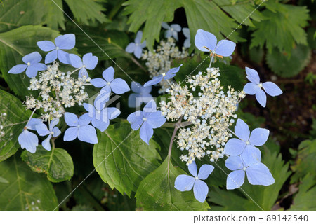 Hydrangea serrata (Sounkyo, Hokkaido) 89142540
