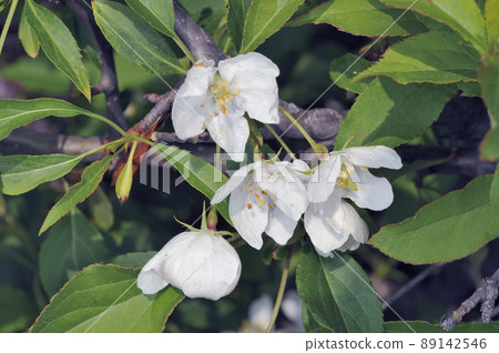 Ezonoko apple flower (Koshimizu Town, Hokkaido) 89142546