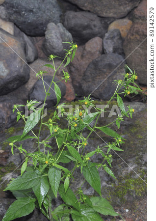 Carpesium triste (北海道知床) 89142579