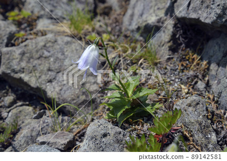 Rocky Moiwa Shajin（北海道知床） 89142581