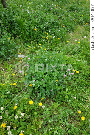 蒲公英的絨毛 89143057