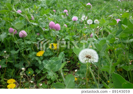 蒲公英的絨毛 89143059