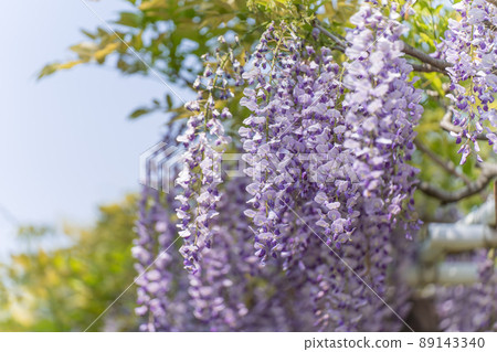 紫藤花 紫藤花 89143340