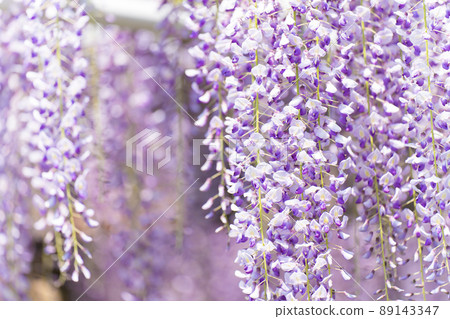  Wisteria flowers 89143347