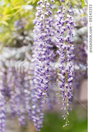  紫藤花 89143353