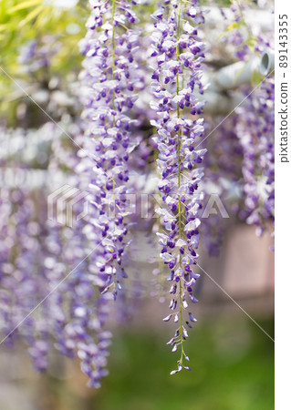  Wisteria flowers 89143355