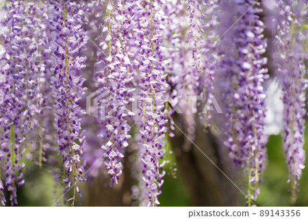  Wisteria flowers 89143356