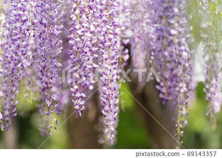  Wisteria flowers 89143357