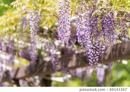 紫藤花 紫藤花 89143367