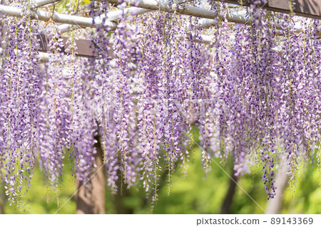 紫藤花 紫藤花 89143369