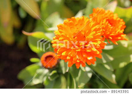 金盞花 89143391