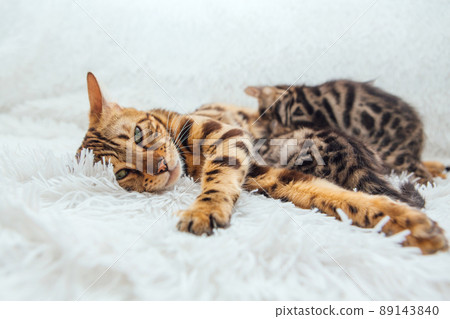 Bengal cat feeds her little kittens with breast 89143840
