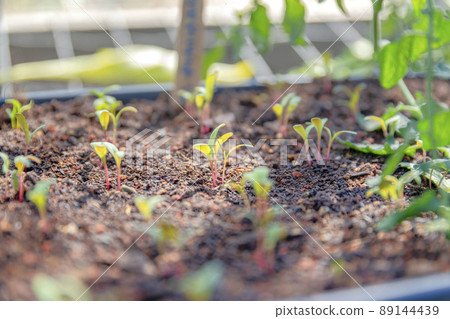 Selective focus of plant sprouts on a nursery at San Francisco, California Selective focus of plant sprouts on a nursery at San Francisco, California 89144439