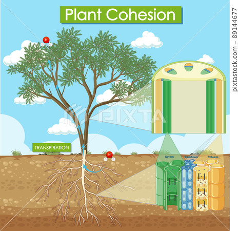 Diagram showing plant cohesion 89144677