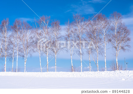 《Hokkaido》 Winter Biei, birch and snowfield land 89144828