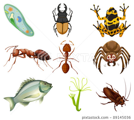 Different kinds of insects and animals on white background Different kinds of insects and animals on white background 89145036