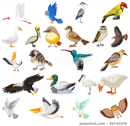 Different kinds of birds collection Different kinds of birds collection 89145054