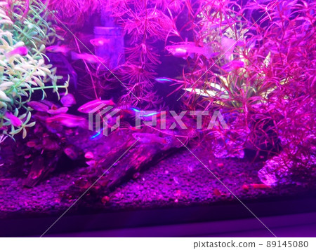 Aquarium purple lighting Aquarium purple lighting 89145080