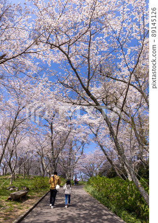 Sakura of Shiudeyama (Mitoyo City, Kagawa Prefecture) Sakura of Shiudeyama (Mitoyo City, Kagawa Prefecture) 89145126