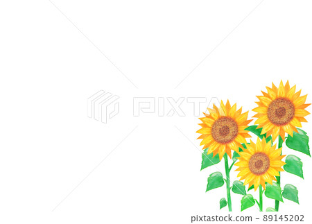 Illustration material: Sunflower flower field and white background hand-painted with watercolors 3 / multiple / large flowers 89145202