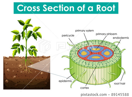 Diagram showing cross section of a root Diagram showing cross section of a root 89145588
