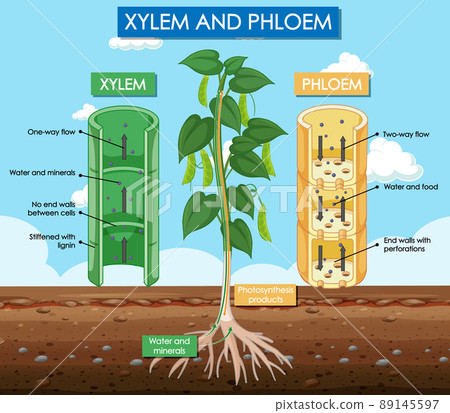 Diagram showing xylem and phloem plant 89145597