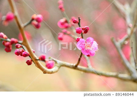 Plum blossom cup Plum blossom cup 89146044