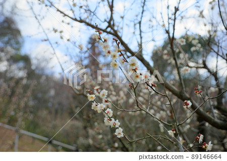 梅花高知 89146664