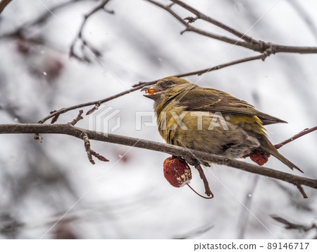 Red Crossbill female sitting on the tree branch and eats wild apple berries. Crossbill bird eats berries. Red Crossbill female sitting on the tree branch and eats wild apple berries. Crossbill bird eats berries. 89146717