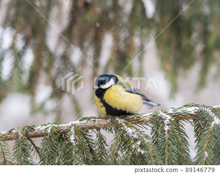 Cute bird Great tit, songbird sitting on the fir branch with snow in winter 89146779