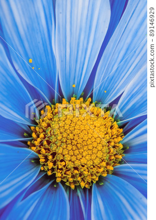 Vibrant blue daisy close up 89146929
