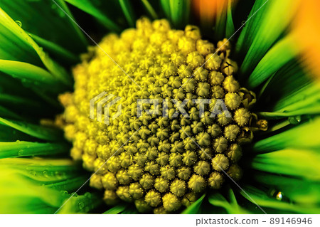 Green daisy shows close up of pollen Green daisy shows close up of pollen 89146946