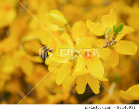 Forsythia 1 89146951