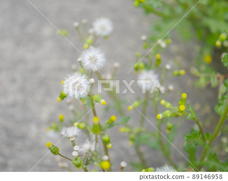 Groundsel 2 Groundsel 2 89146958
