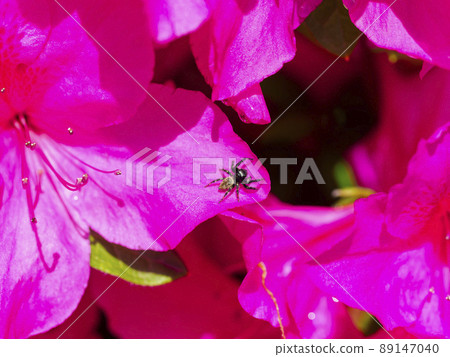 Bright azaleas and jumping spiders Bright azaleas and jumping spiders 89147040