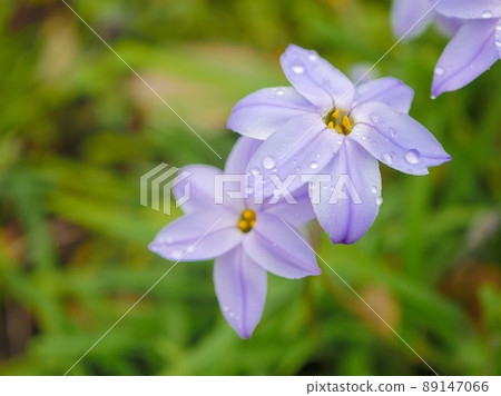 花奈拉 1 89147066