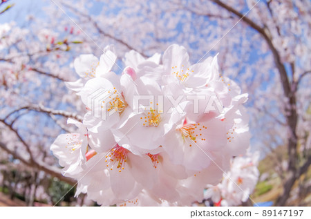 櫻花花束 櫻花花束 89147197