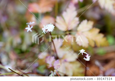Seri bauren flowers Seri bauren flowers 89147314