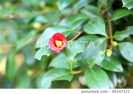 山茶花足折 1 號 山茶花足折 1 號 89147321