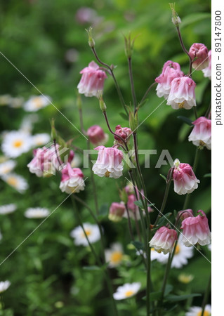 Columbine 0017 Columbine 0017 89147800